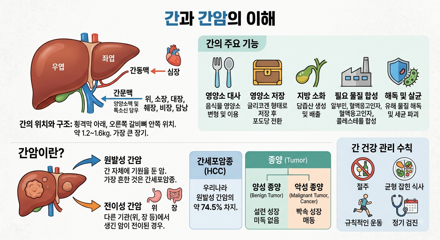 간암의 정의부터 병기별 치료법까지 한눈에 알아보기