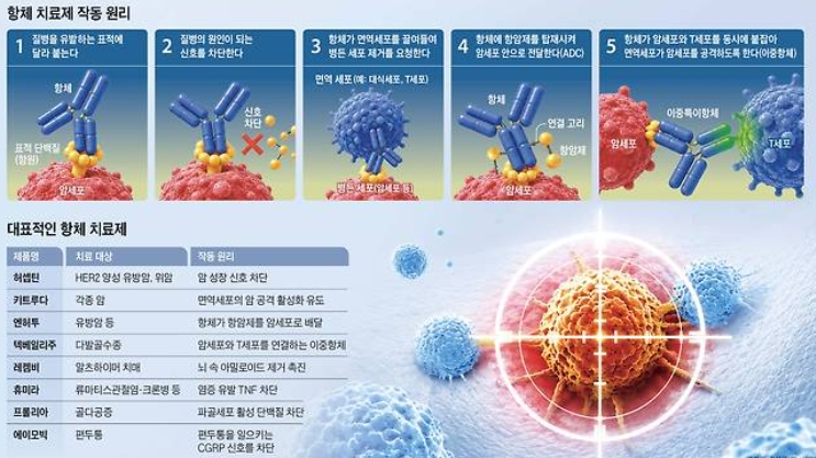 특정 원인을 표적으로 삼는 ‘항체 치료제’의 원리와 현황